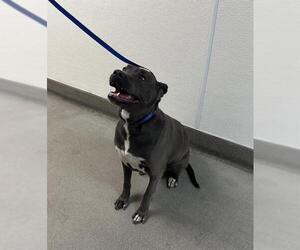 Mutt Dogs for adoption in HESPERIA, CA, USA