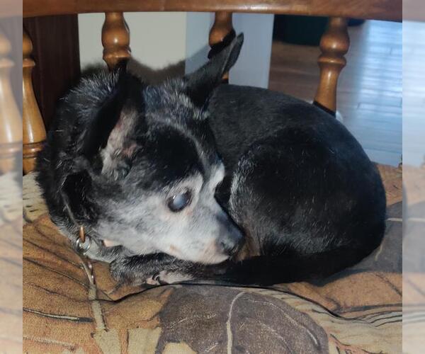 Medium Photo #1 Chihuahua Puppy For Sale in Camarillo, CA, USA