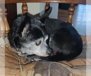 Chihuahua Dogs for adoption in Camarillo, CA, USA
