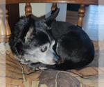 RIO - Male Chihuahua Dog for Adoption - Small photo