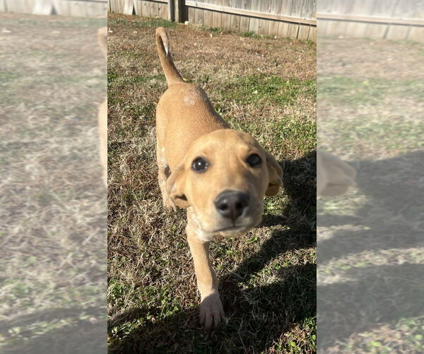 Medium Photo #1 Labrador Retriever-Unknown Mix Puppy For Sale in Aurora, IN, USA