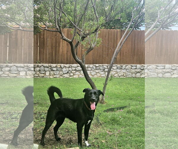 Medium Photo #3 Collie-Labrador Retriever Mix Puppy For Sale in McKinney, TX, USA