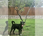 Small #2 Collie-Labrador Retriever Mix