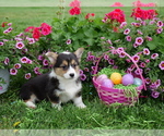 Small Photo #11 Pembroke Welsh Corgi Puppy For Sale in SPRINGFIELD, MO, USA
