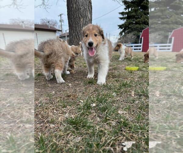 Medium Photo #8 Collie Puppy For Sale in HARVEY, ND, USA