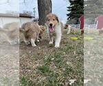 Small Photo #8 Collie Puppy For Sale in HARVEY, ND, USA