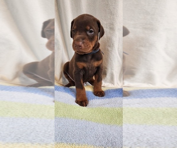 Medium Photo #9 Doberman Pinscher Puppy For Sale in RIVERSIDE, CA, USA
