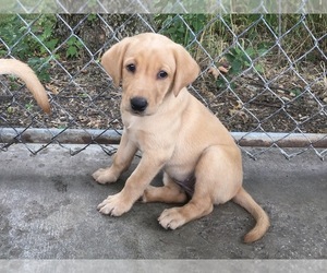 Labrador Retriever Puppy for sale in SACRED HEART, MN, USA