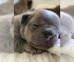 Small Photo #5 French Bulldog Puppy For Sale in APTOS, CA, USA