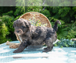 Small Photo #5 Miniature Bernedoodle Puppy For Sale in BREMEN, IN, USA