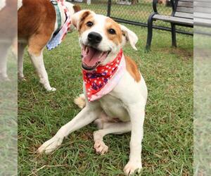 Labrador Retriever-Unknown Mix Dogs for adoption in San Antonio, TX, USA