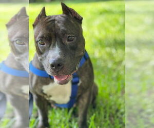 Lexi - Female American Staffordshire Terrier-Unknown Mix Dog for Adoption - Photo #2
