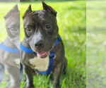 Small #1 American Staffordshire Terrier Mix