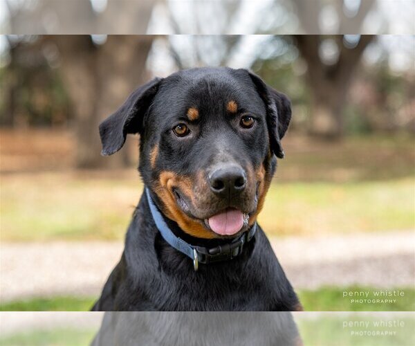 Medium Photo #2 Rottweiler Puppy For Sale in White Hall, AR, USA