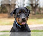 Small Photo #2 Rottweiler Puppy For Sale in White Hall, AR, USA