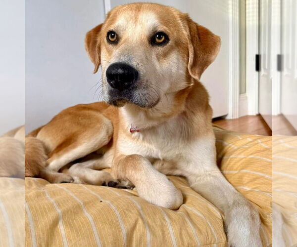 Medium Photo #14 Mutt Puppy For Sale in Canton, CT, USA