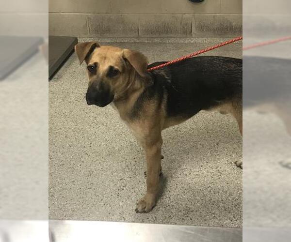 Medium Photo #1 Black Mouth Cur-German Shepherd Dog Mix Puppy For Sale in Conroe, TX, USA