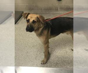 Black Mouth Cur-German Shepherd Dog Mix Dogs for adoption in Conroe, TX, USA