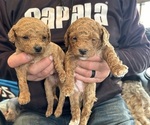 Small Photo #3 Goldendoodle (Miniature) Puppy For Sale in LINWOOD, MI, USA