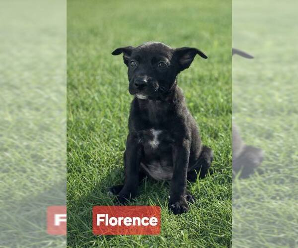 Medium Photo #6 Mutt Puppy For Sale in Pompano Beach , FL, USA