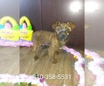 Puppy 1 Yorkshire Terrier