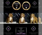 Small #5 Goldendoodle (Miniature)