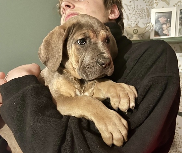 Medium Photo #2 Cane Corso Puppy For Sale in VOLUNTOWN, CT, USA