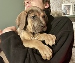 Small Photo #2 Cane Corso Puppy For Sale in VOLUNTOWN, CT, USA