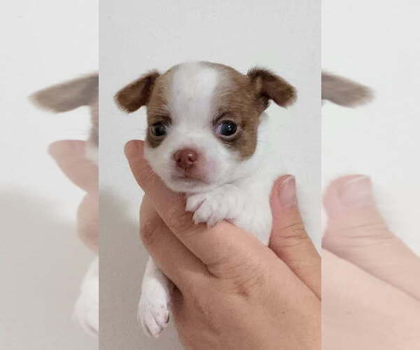Medium Photo #3 Chihuahua Puppy For Sale in RUSTBURG, VA, USA