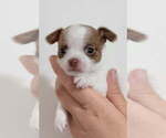 Small #2 Chihuahua