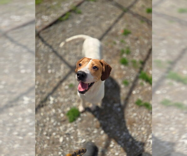 Medium Photo #2 Mutt Puppy For Sale in Crandall, GA, USA