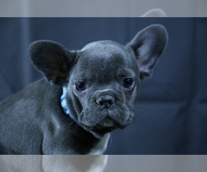 French Bulldog Puppy for sale in BROOKLYN, NY, USA