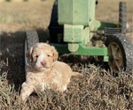 Small Photo #4 Aussiedoodle Miniature  Puppy For Sale in GARLAND, KS, USA