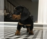 Puppy Jazzy Dachshund