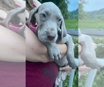 Small #17 Great Dane
