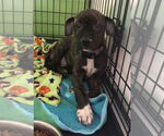 Small #3 American Pit Bull Terrier-Labrador Retriever Mix