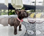 Small #2 French Bulldog Mix
