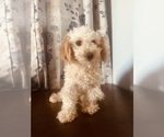 Small #1 Poodle (Miniature)