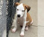 Small Photo #2 American Pit Bull Terrier-Unknown Mix Puppy For Sale in Tulsa, OK, USA