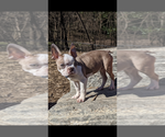 Small Photo #1 Boston Terrier Puppy For Sale in DULUTH, GA, USA