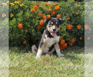 Border Collie-Bordoodle Mix Litter for sale in AMES, IA, USA