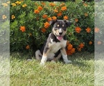 Image preview for Ad Listing. Nickname: Litter of 8