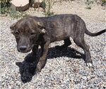 Small American Pit Bull Terrier-Basset Hound Mix