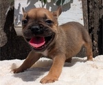 Small Photo #5 French Bulldog Puppy For Sale in GOSHEN, IN, USA