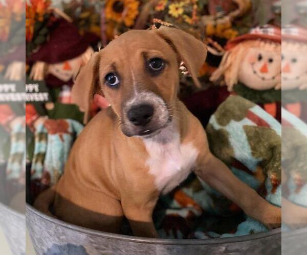 Medium Photo #3 Labrador Retriever-Unknown Mix Puppy For Sale in San Diego, CA, USA