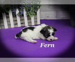 Small #8 Poodle (Toy)