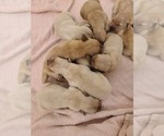 Small Photo #6 Golden Retriever Puppy For Sale in MENIFEE, CA, USA