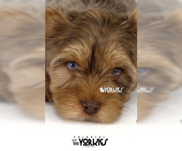 Medium Photo #8 Yorkshire Terrier Puppy For Sale in KELLER, TX, USA