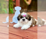 Small Photo #2 Shih Tzu Puppy For Sale in SUGAR HILL, GA, USA