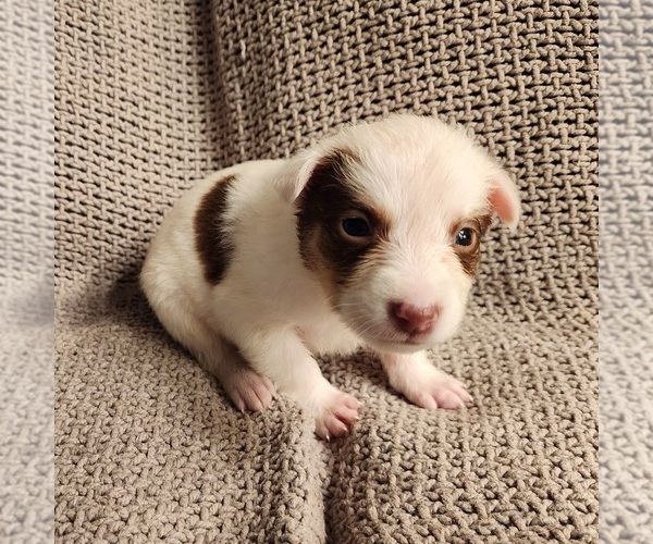 Medium Photo #1 Texas Heeler Puppy For Sale in UTICA, NY, USA